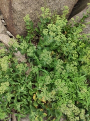 Hylotelephium spectabile