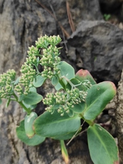 Hylotelephium spectabile