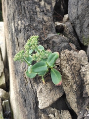 Hylotelephium spectabile