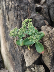 Hylotelephium spectabile