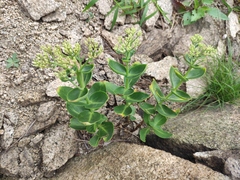 Hylotelephium spectabile