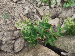 Hylotelephium spectabile