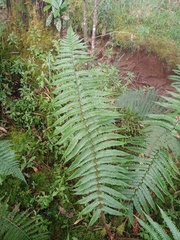 Dryopteris adnata