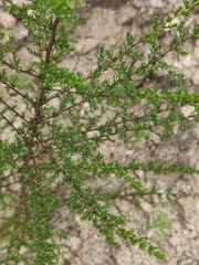 Artemisia capillaris