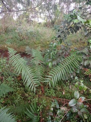 Dryopteris adnata