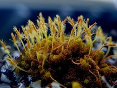 Ulota lutea