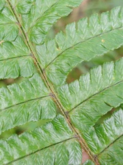 Dryopteris adnata