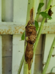 Lasioptera rubi