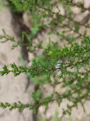 Artemisia capillaris