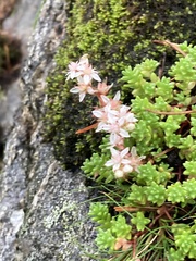 Sedum anglicum