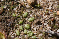 Fossombronia intestinalis