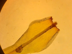 Ulota lutea