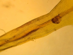 Ulota lutea