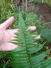 Dryopteris adnata