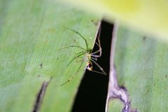 Thwaitesia nigronodosa