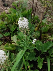 Lysimachia pentapetala