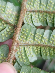 Dryopteris adnata