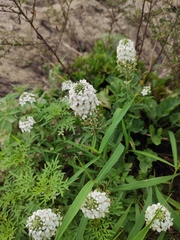Lysimachia pentapetala
