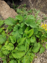 Patrinia heterophylla