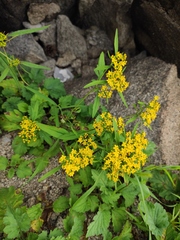 Patrinia heterophylla