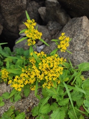 Patrinia heterophylla