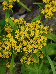 Patrinia heterophylla