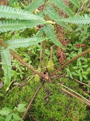Dryopteris adnata