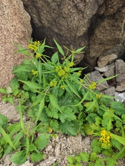 Patrinia heterophylla