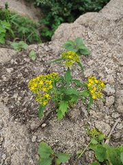 Patrinia heterophylla