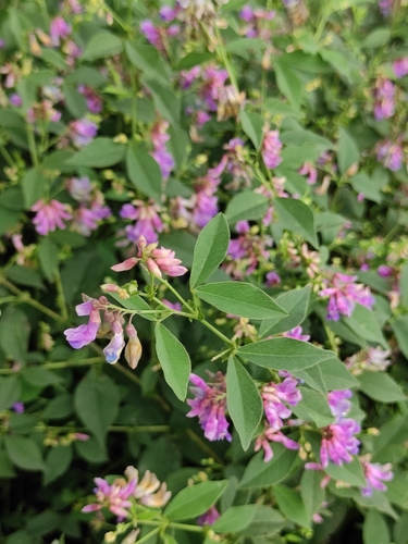 Two-leaf Vetch