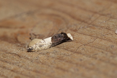 Trichophaga tapetzella