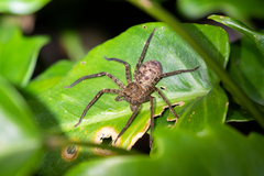 Heteropoda longipes