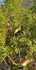 Eremophila linearis