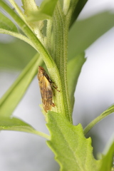 Omalophora pectoralis