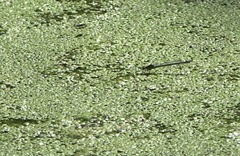 Erythromma najas