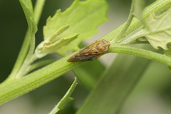 Omalophora pectoralis