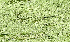 Erythromma najas