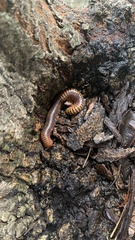 Thyropygus allevatus