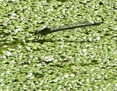 Erythromma najas