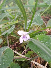 Viola pilosa