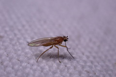 Lonchoptera bifurcata