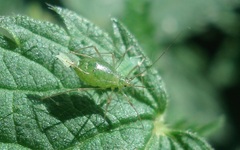 Microlophium carnosum