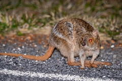 Spectacled Hare-Wallaby photo 5