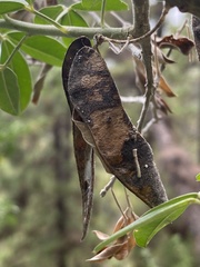 Chamaecytisus prolifer image