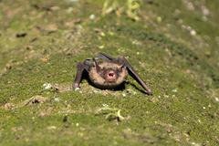 Eptesicus pachyomus