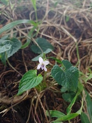 Viola pilosa