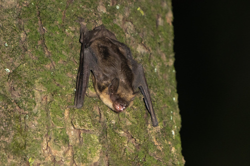 Oriental Serotine (Cnephaeus pachyomus) — Data Deficient Mammalia