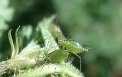 Microlophium carnosum