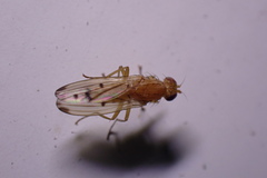 Opomyza florum