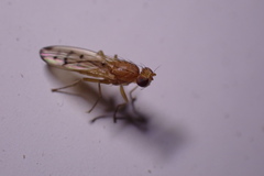 Opomyza florum